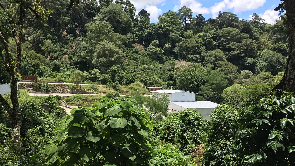 Encore Week: El Socorro Geisha 2021