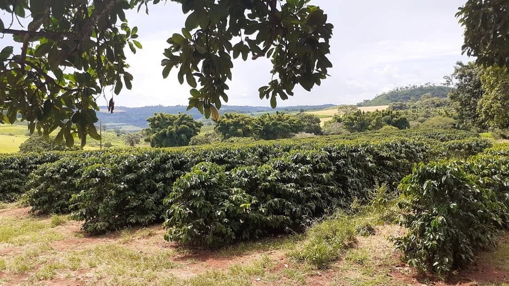 Denise Goncalves Westin