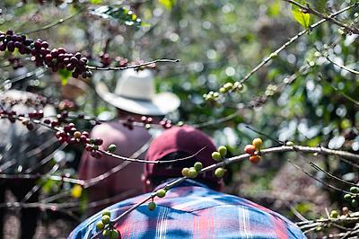 Fincas Las Chicharras