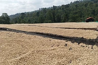 Banko Taratu image 9