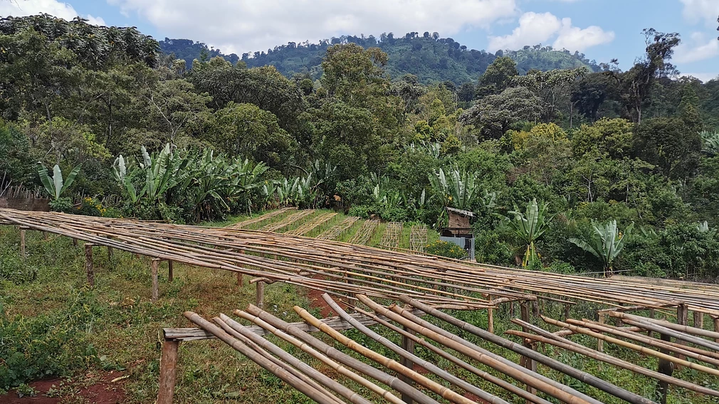 Magarrisa Chelbesa #5