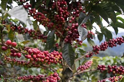 Classic: Mujeres Tolima