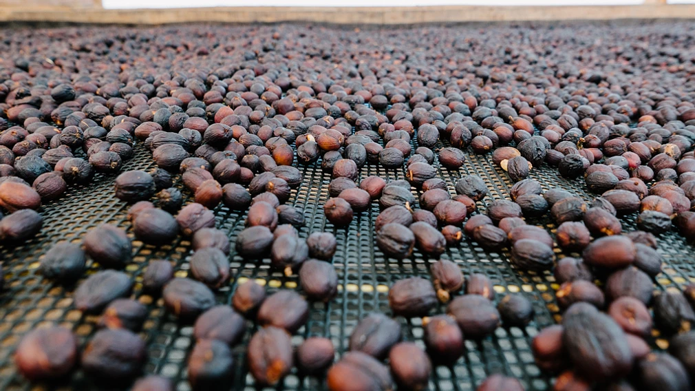 Tasting Series: Finca La Esperanza Natural