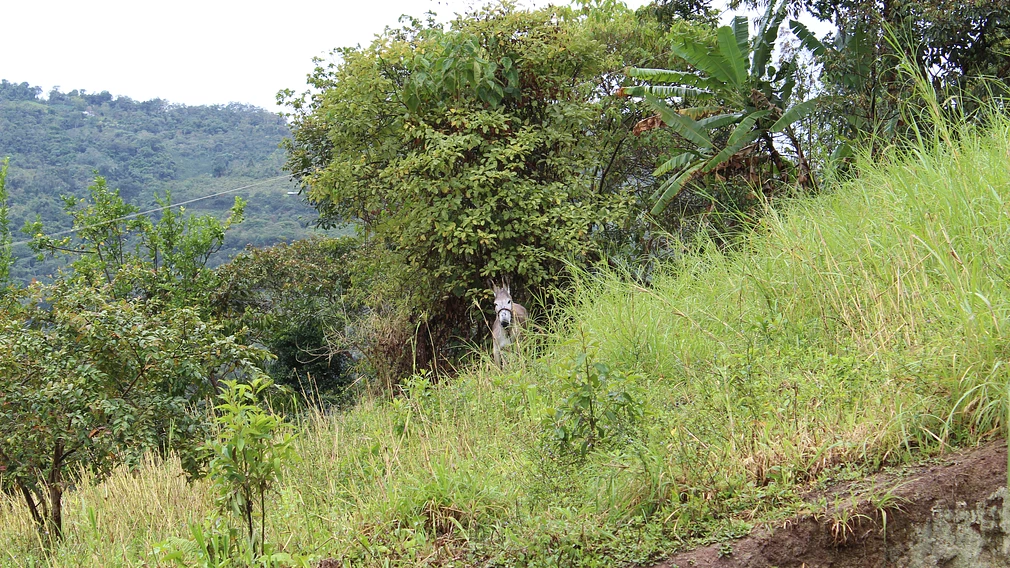 Alberca Collective #1 