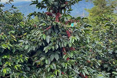 Makonga Peaberry