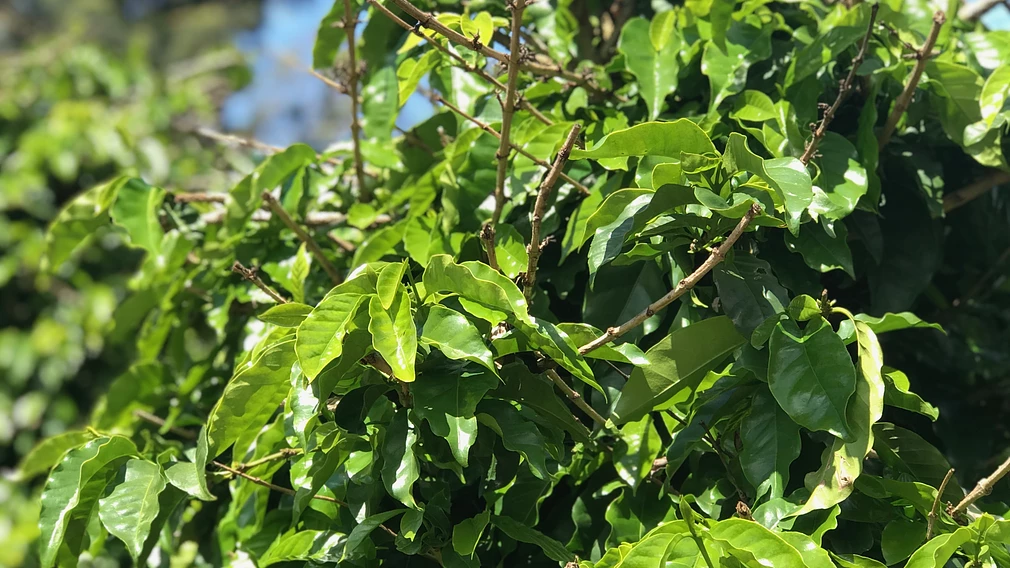 Nossa Senhora do Carmo