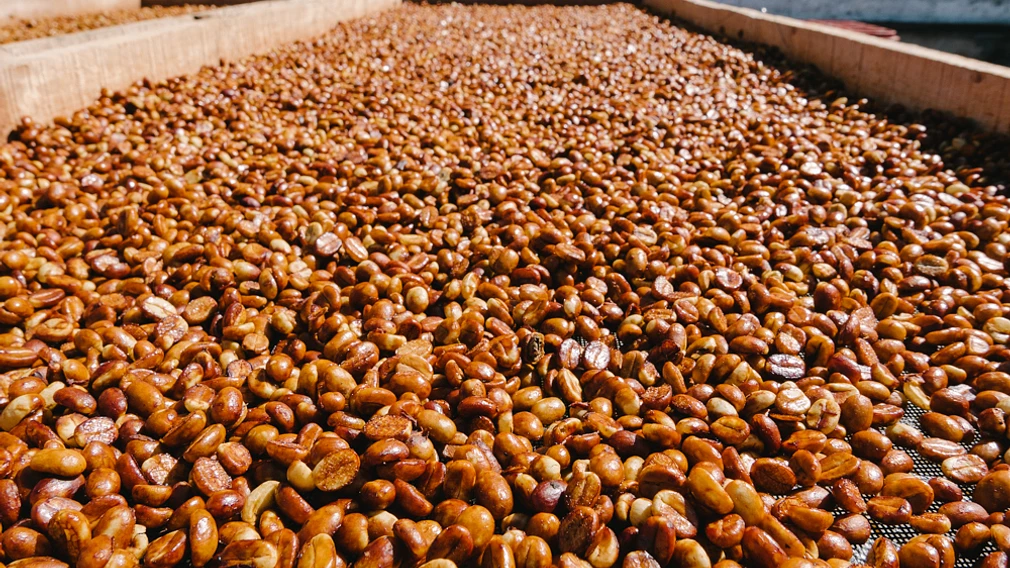 Tasting Series: Finca La Esperanza Honey