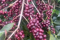 Banko Taratu image 5