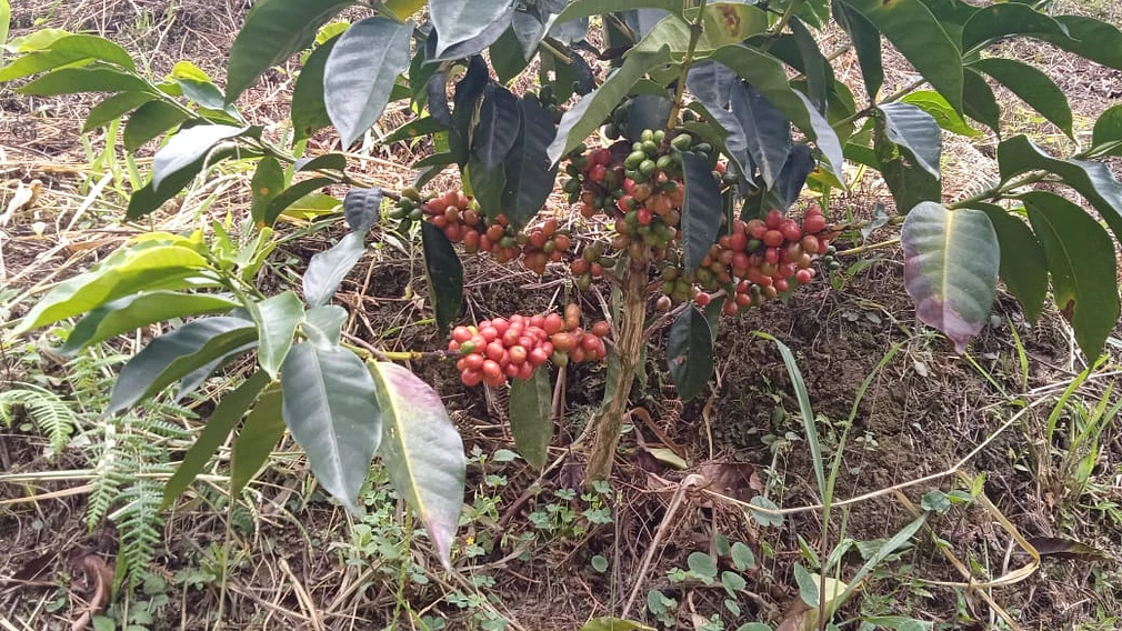 Aguazul Pink Bourbon