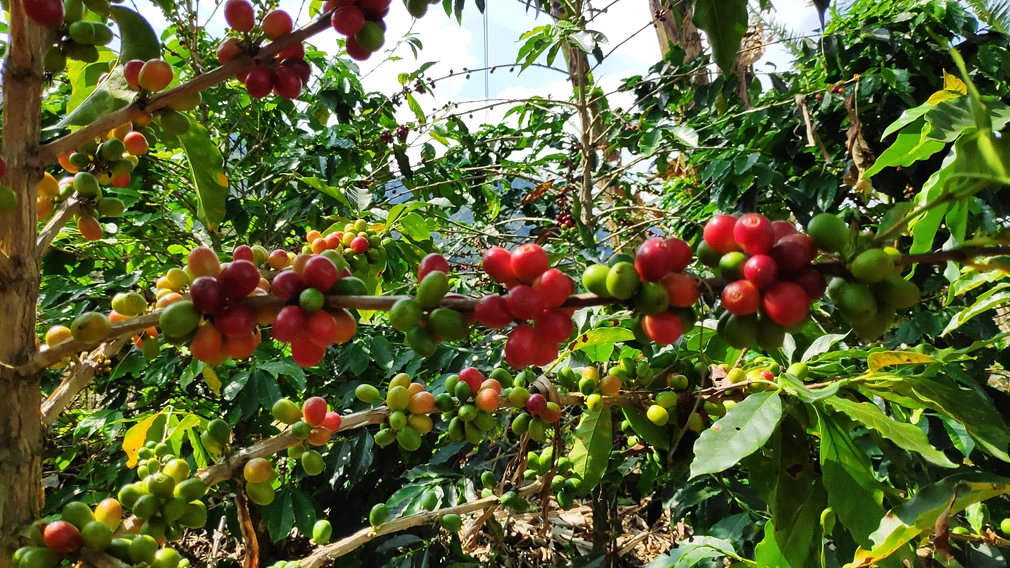 Risaralda DECAF
