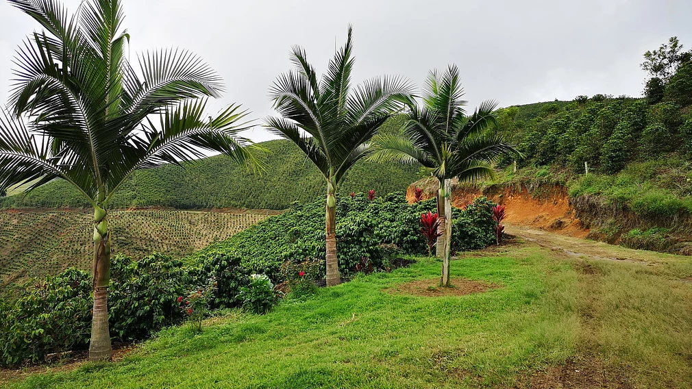 Classic: La Virgen #1