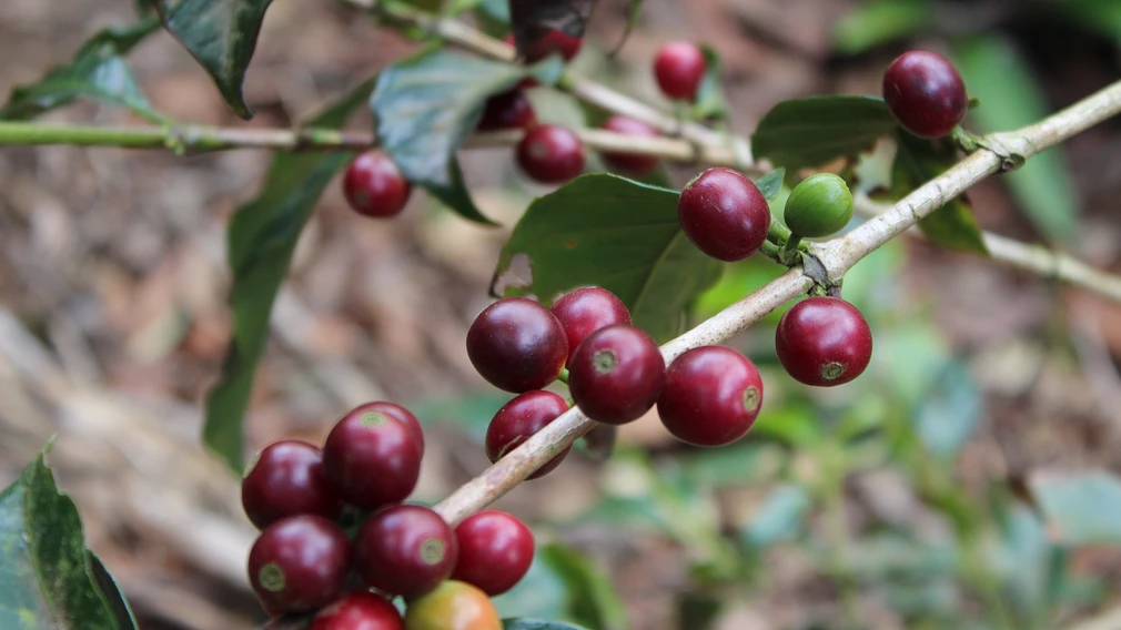 CAFESCOR Select Decaf