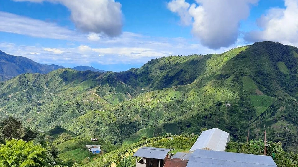 TS: Ninco Pink Bourbon