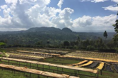 Tasting Series: Gatomboya AA